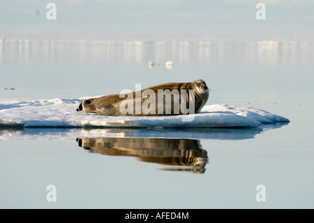 Bartrobben Haul, auf kleine Stücke des Packeises an windstillen Tagen im Frühjahr bekannt, die Inuit als Ujuk Stockfoto