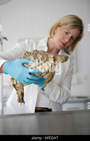 Der Zoo-Tierarzt des Zoos Allwetterzoo Dr. Sandra Silinski während ihrer Arbeit mit einer indischen Sterne Schildkröte Stockfoto