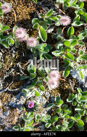 Polare Weide Wald steigt nur ca. 2 cm aus dem Boden als Anpassung an das rauhe arktische Klima roten Pollen auf Kätzchen Stockfoto