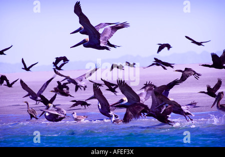 Möwen und Vögel im Flug in der Baja California Stockfoto