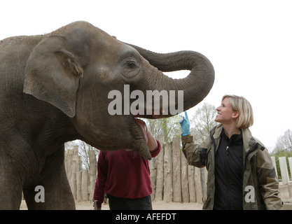 Der Zoo-Tierarzt des Zoos Allwetterzoo Dr. Sandra Silinski mit dem weiblichen Elefanten Stockfoto