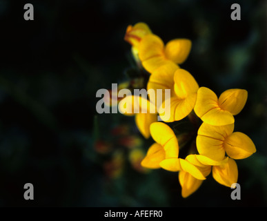 Lotus corniculatus Stockfoto