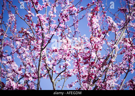 Blüte vor einem strahlend blauen Himmelshintergrund Stockfoto