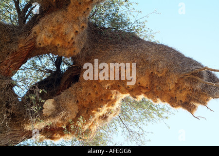 Gesellig Weber nisten im Baum. Kalahari Transfrontier National Park Südafrika RSA Stockfoto