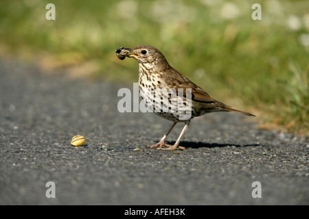 Singdrossel Turdus Philomelos Schottland mit Schnecke Stockfoto