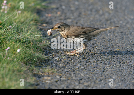 Singdrossel Turdus Philomelos Schottland Stockfoto