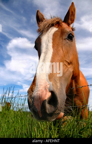 Ein Fohlen nimmt sich eine Auszeit vom Weiden lassen in einem Feld Stockfoto