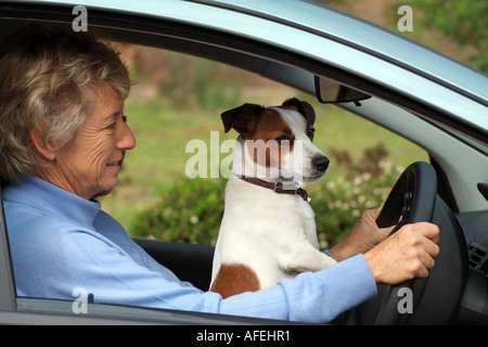 Frau Treiber. Jack Russell Terrier Hund auf Schoß. Stockfoto