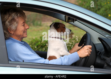 Frau Treiber. Jack Russell Terrier Hund auf Schoß. Stockfoto