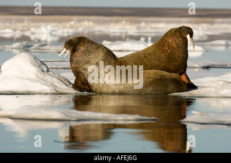 Zwei männliche Walrosse holte und ruht auf Eisscholle die tierische Haut spült rosa wenn warm, Wärme Stockfoto