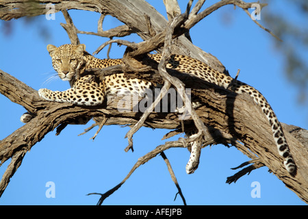 Leopard, sonnen sich in der frühen Morgensonne Kalahari in Südafrika. Panthera Pardus. Stockfoto