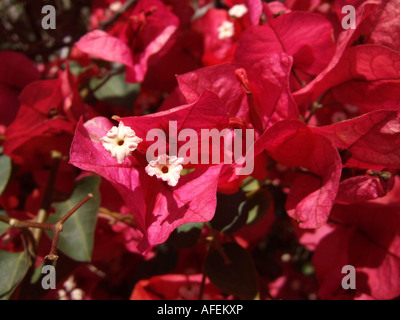 "Twin" weißen ^ Blumen "rote Bougainvillea", California " Stockfoto