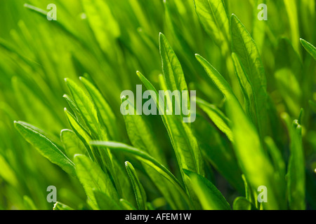 Lavendel Laub Stockfoto