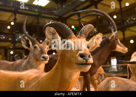 Grande Galeris de Toleranzgrenzen, 36 Rue Geoffroy St. Hilaire, 5. Arrondissement, Paris, Frankreich 2007 Stockfoto