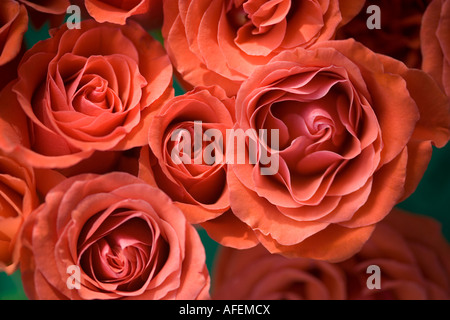 Rosenstrauß orange erschossen von oben um Rahmen zu füllen Stockfoto