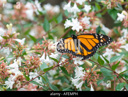 Männlicher Monarch Butterfly, Danaus plexippus, auf Abelienblüten. Oklahoma, USA. Stockfoto