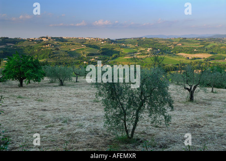 Abend der Olivenhain in der Nähe von San Casciano in Val di Pesa-Toskana-Italien Stockfoto