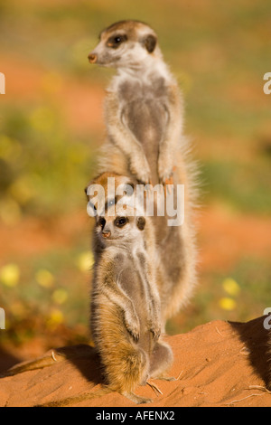 Suricate mit zwei Jugendlichen Stockfoto