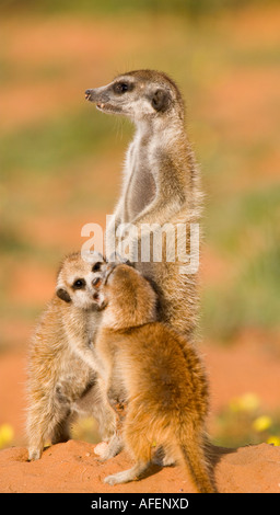 Suricate mit zwei Jugendlichen Stockfoto