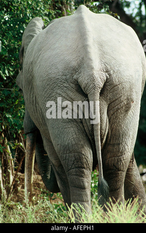 Elefantenbulle Loxodonta africana Stockfoto