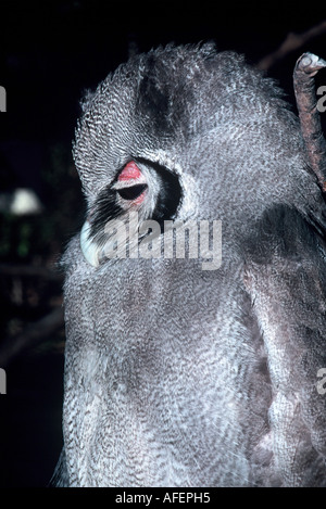 Verraux's Eagle Owl, Bubo lacteus Larvon Vogel Gärten Stockfoto