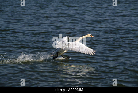 Niederlande Graveland Mute Swan Landung auf Wasseroberfläche Stockfoto