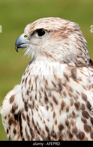 Falco Cherrug Betton Bird Of Prey und Conservation Centre Stockfoto