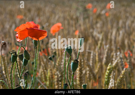 Hinterleuchtete Mohn wächst in einem Maisfeld mit Seedheads und anderen Mohn in der Ferne Somme Tal 2005 Stockfoto