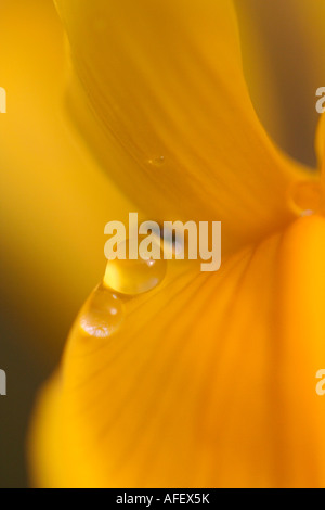 Iris Pseudacorus - gelbe Flagge Iris Stockfoto