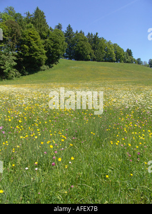 Blumenwiese Bei Bad Kohlgrub in Den Ammergauer Alpen Stockfoto