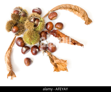 Herbstlichen Kastanien Design isoliert auf weiss Stockfoto