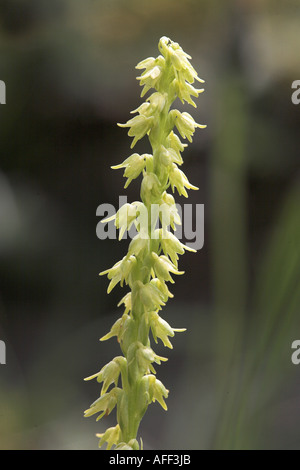 Moschus Orchidee Blütenstand Herminium Monorchis Stockfoto