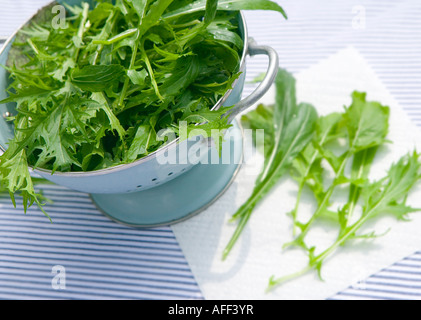 Salatblätter in einem blauen Sieb Stockfoto