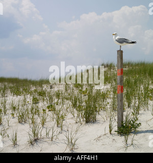 einsame Möwe sitzt auf einem Pfosten Stockfoto