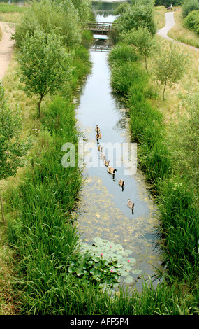 Gänse in der Schlange Stockfoto