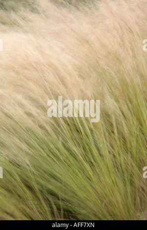 Fasiangras (Stipa tenuifolia), das in der Brise schwankt - Spätsommer. VEREINIGTES KÖNIGREICH Stockfoto