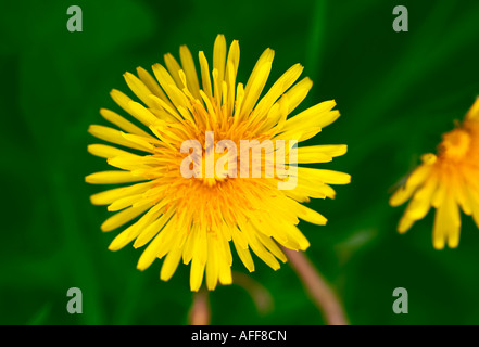 Löwenzahn Blüte Nahaufnahme Stockfoto