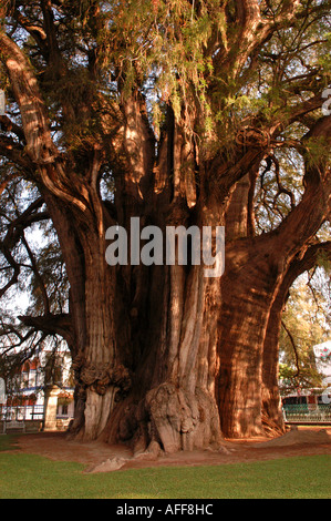 Stadt von Santa Maria Del Tule, betrachtet El Arbol de Tule meine vielen als der größte Baum der Welt, Mexiko Oaxaca-Tal Stockfoto