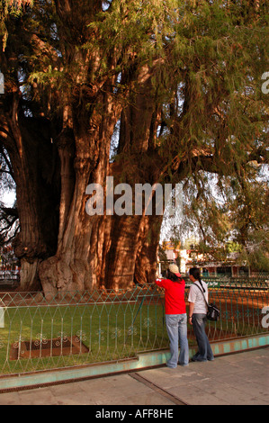 Stadt von Santa Maria Del Tule, betrachtet El Arbol de Tule meine vielen als der größte Baum der Welt, Mexiko Oaxaca-Tal Stockfoto