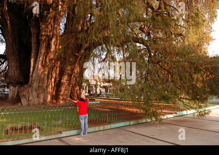 Stadt von Santa Maria Del Tule, betrachtet El Arbol de Tule meine vielen als der größte Baum der Welt, Mexiko Oaxaca-Tal Stockfoto