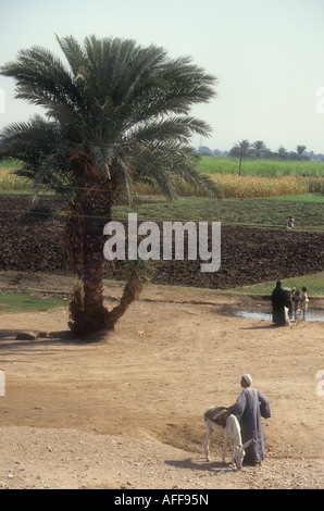 Egyptain Leben. Stockfoto