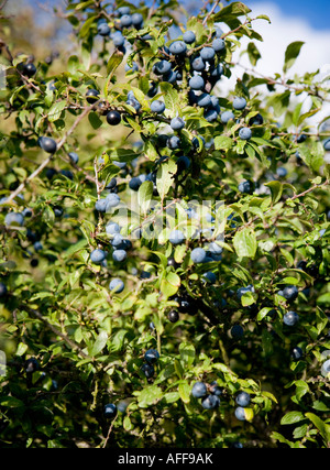Schlehe Beeren im Spätsommer Stockfoto