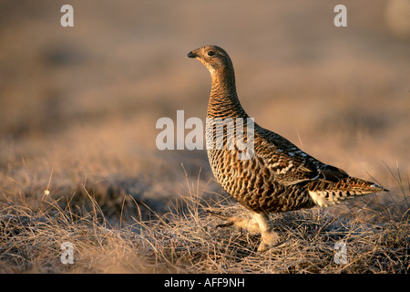 Birkhuhn at Tetrix weibliche Lek Schweden Stockfoto