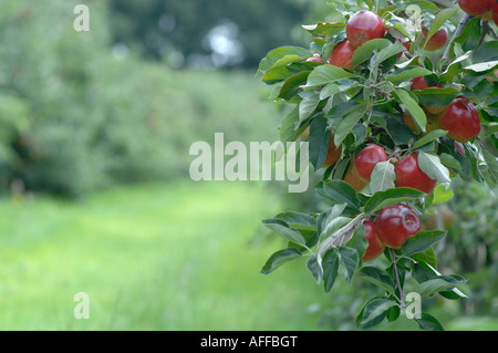 Apfelplantage in Lindau, Hythe, Kent Stockfoto