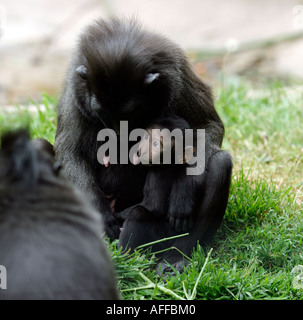 Mutter und Kind Sulawesi Makaken crested schwarz Makaken Macaca nigra Stockfoto