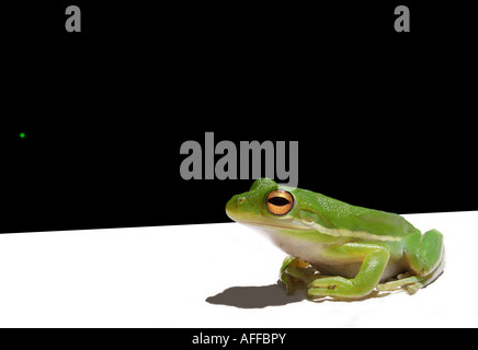 Grünen Laubfrosch (Hyla Cinerea) Stockfoto