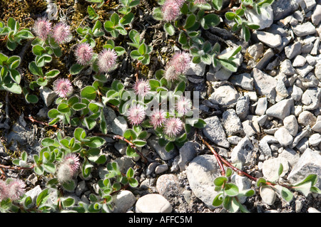 2cm Zwerg Polar Weide Wald mit Kätzchen und roten Pollen in den arktischen Frühling blüht.  Salix Arctica in Nunavut, Kanada Stockfoto