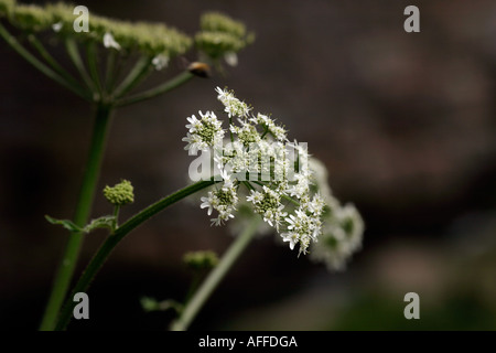 Kuh Petersilie Anthriscus Sylvestris Umbelliferae Stängelpflanzen Sommer Porträt Stockfoto