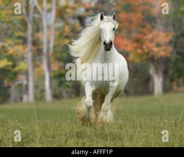 Gypsy Vanner Pferd Stute trabt auf uns mit Herbstlaub im Hintergrund Stockfoto