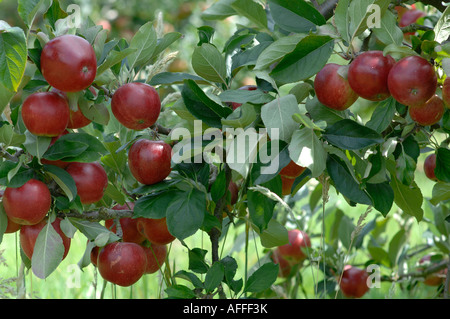 Apfelplantage in Lindau, Kent, England Stockfoto